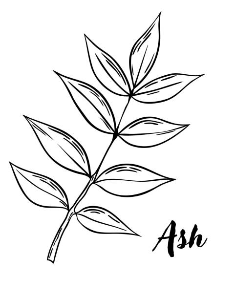 Ash Line Drawing 840+ Ash Tree Drawing Stock Illustrations, Royalty-Free Vector Graphics ...