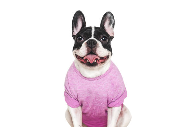 istock Cute puppy and stylish T-shirt. Studio shot 2198680191