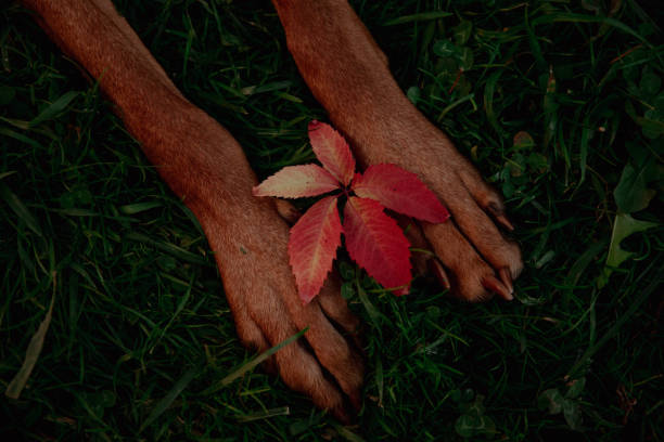 Autumn leaf in dog paws on green grass. High quality photo
