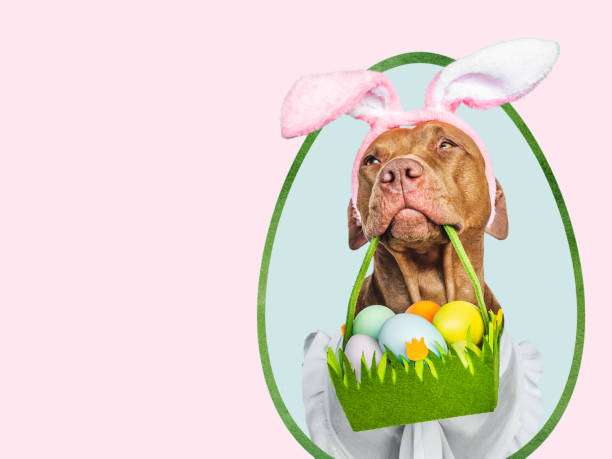 istock Lovable, pretty puppy and a basket of Easter eggs 2198681995