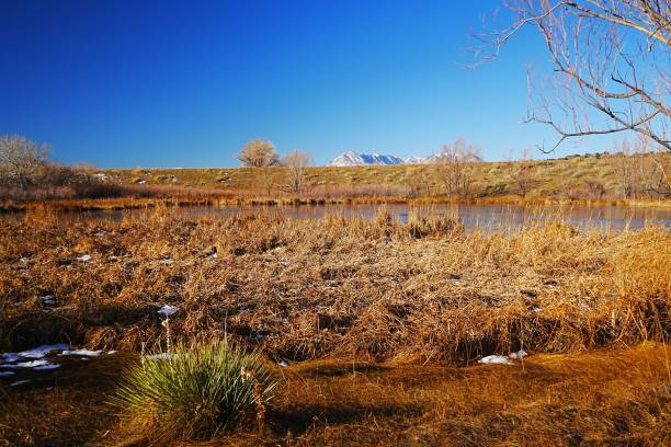 istock Wetland viewing area.  Lathrop State Park Colorado 2198682025
