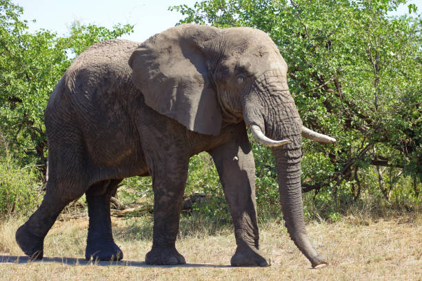 istock Afrikanischer Elefant / African elephant / Loxodonta africana 2198682090