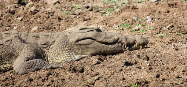 istock Nilkrokodil / Nile crocodile / Crocodylus niloticus 2198682339