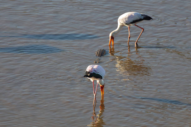 Nimmersatt / Yellow-billed stork / Mycteria ibis