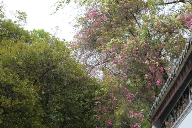 istock A tree with pink flowers is in front of a building 2198683157