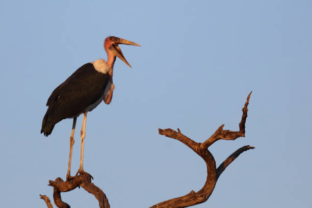 istock Marabu / Marabou stork / Leptoptilos crumeniferus 2198683179