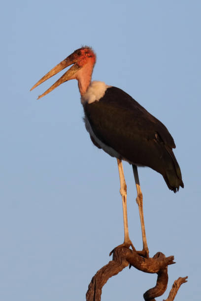 istock Marabu / Marabou stork / Leptoptilos crumeniferus 2198683183