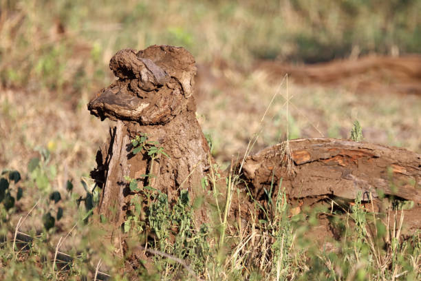 istock African Bush - Kruger Park - Tree / African Bush - Kruger Park - Tree / 2198683644