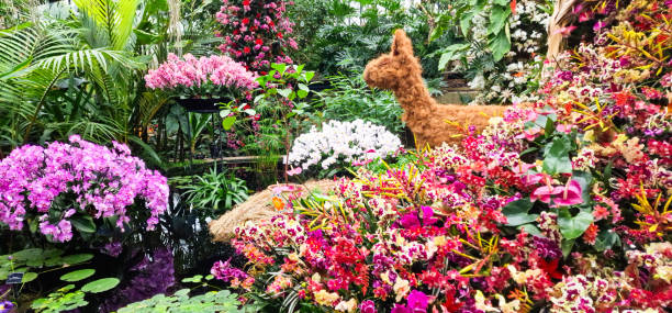 istock Orchids in Kew Garden 2198683698