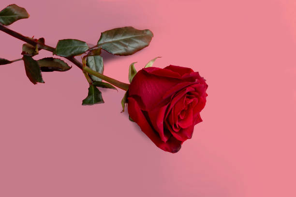 istock Roses on a bright background red and white. Mother's Day, birthday. 2198685007