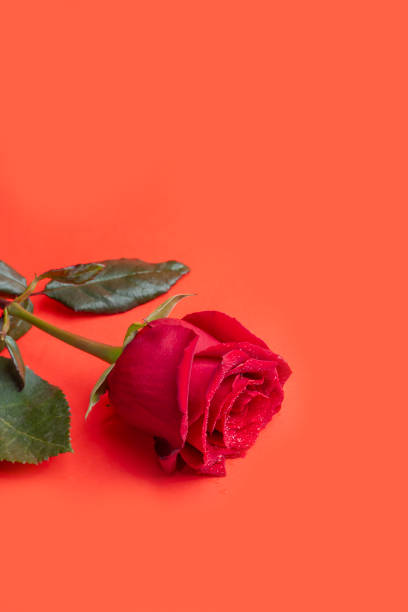 istock Roses on a bright background red and white. Mother's Day, birthday. 2198685059
