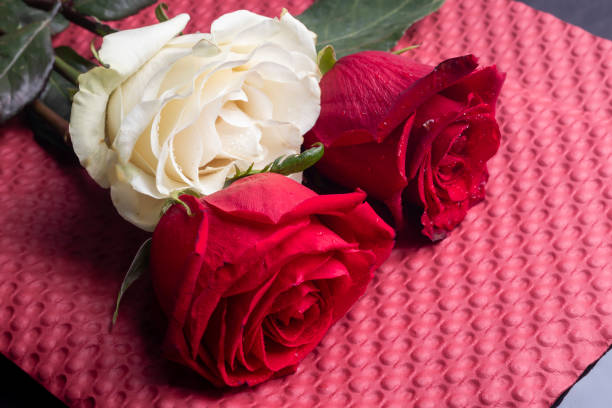 Roses on a bright background red and white. Mother's Day, birthday. For banners and magazines. Copy space