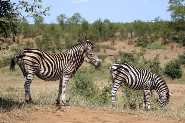 istock Steppenzebra / Burchell's zebra / Equus quagga burchellii 2198686434
