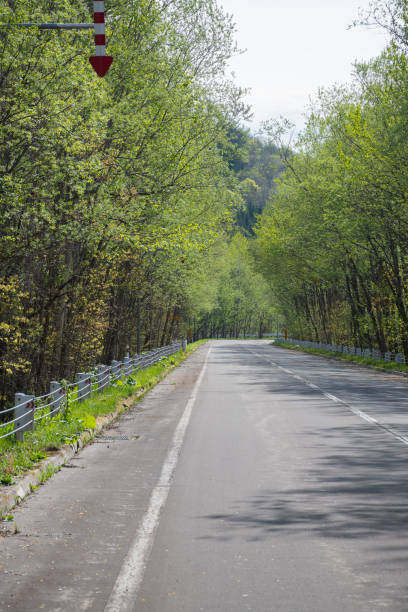 istock Road through the fresh green forest 2198686597