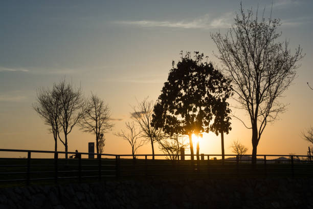 A photo of a twilight forest