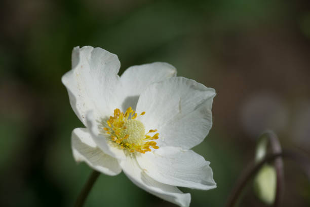 istock White anemones in full bloom in the summer garden 2198687156
