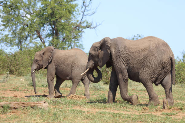 istock Afrikanischer Elefant / African elephant / Loxodonta africana 2198687402