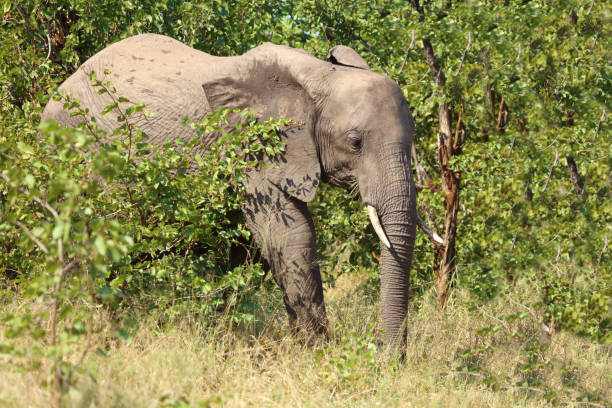 istock Afrikanischer Elefant / African elephant / Loxodonta africana 2198688010