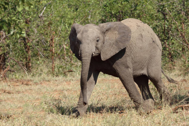 istock Afrikanischer Elefant / African elephant / Loxodonta africana 2198688058