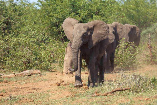 istock Afrikanischer Elefant / African elephant / Loxodonta africana 2198688139
