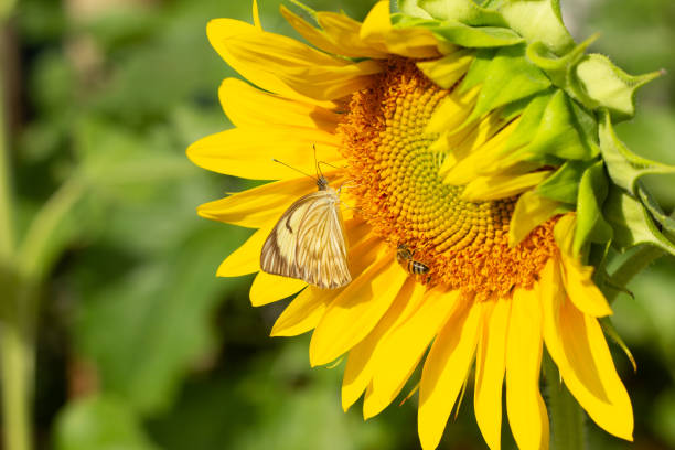 A large yellow sunflower flower is being invaded by a bee that is happily gathering. Daylight