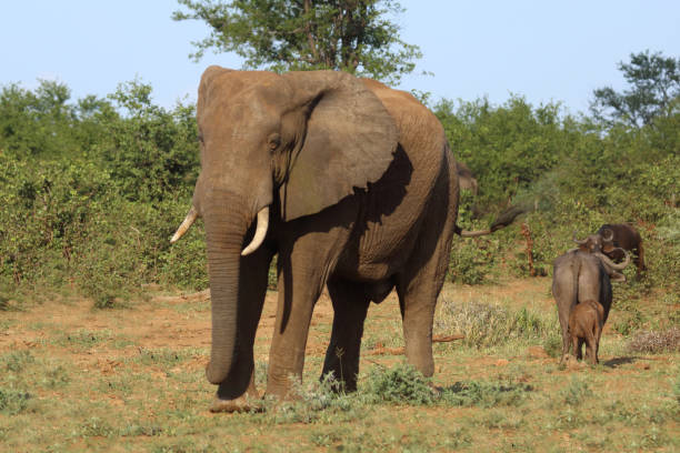 istock Afrikanischer Elefant / African elephant / Loxodonta africana 2198689413