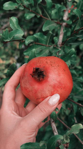 istock Pomegranate Fresh Close-Up Red Green Leafy Natural Background Hand 2198689565