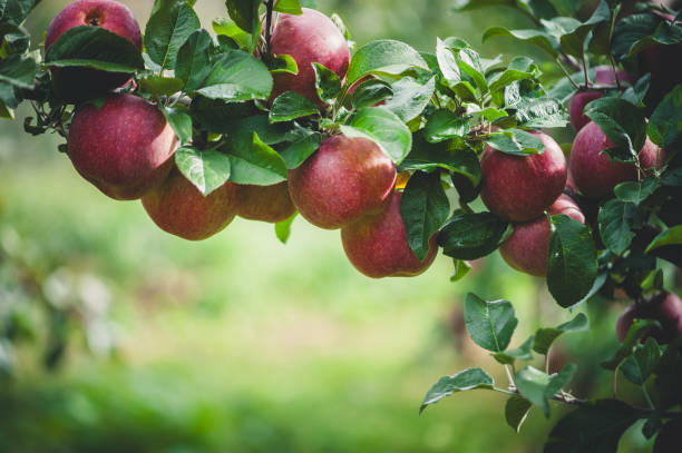 istock Red apples grow on tree in garden 2198691088
