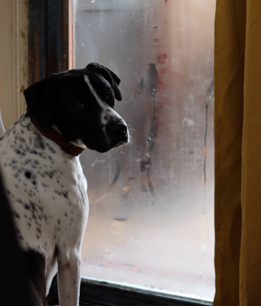 istock Dog watches trough the  window 2198691364