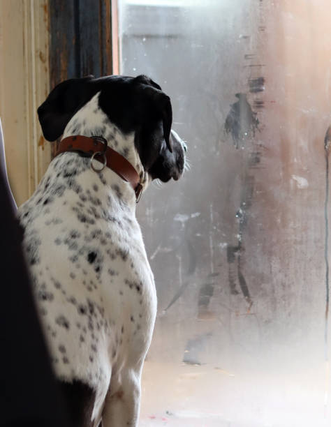 istock Dog watches trough the  window 2198691370