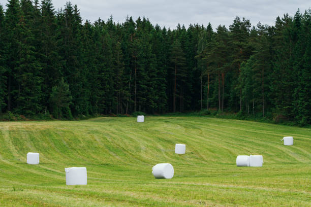 Mown meadow with haycocks in early autumn