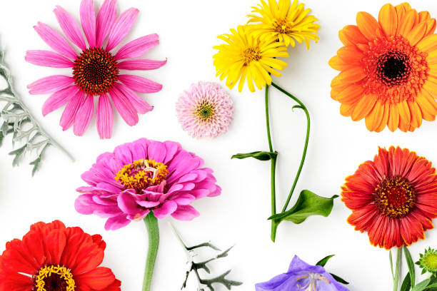istock Gerbera zinnia echinacea flower set isolated on white background photography 2198695607