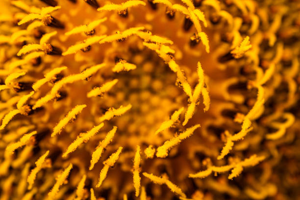 Sunflower field and plantation with several sunflowers in focus with blurred parts, and macro details in evidence