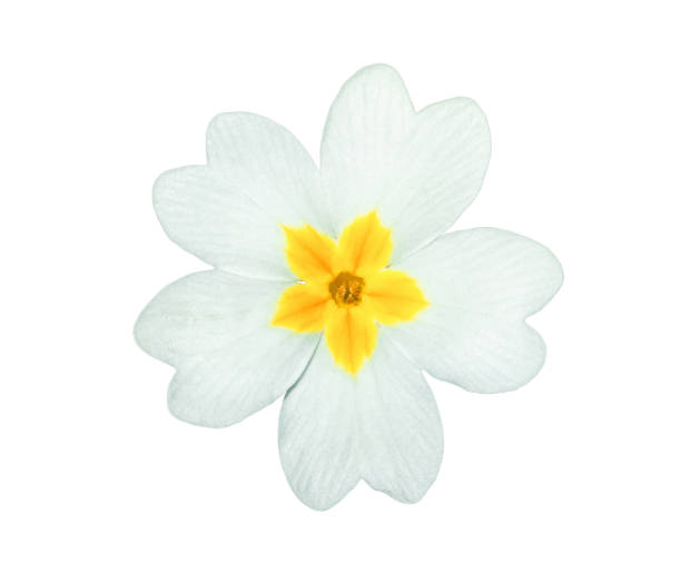 English primrose small flower isolated on white background, top view. Blooming bright Primula vulgaris cutout icon close up. Common primrose white flower head cut out for design