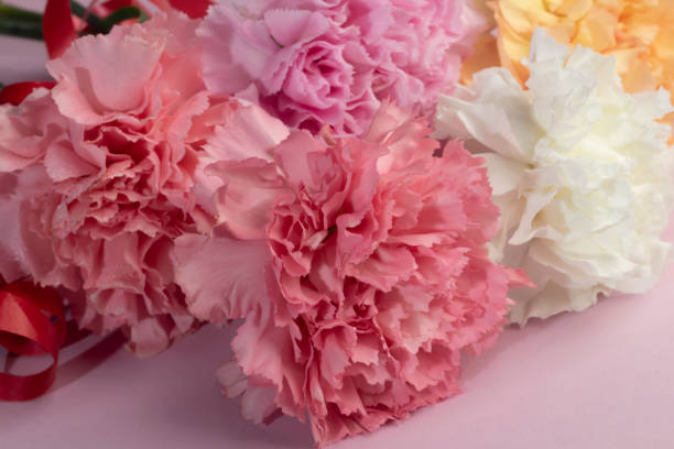 istock Carnations on a bright background red and white. Mother's Day, birthday. 2198704498