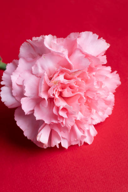istock Carnations on a bright background red and white. Mother's Day, birthday. 2198704517