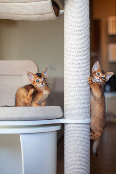 istock Abyssinian ruddy kittens on scratching post. Training cat to use scratching post. 2198704642