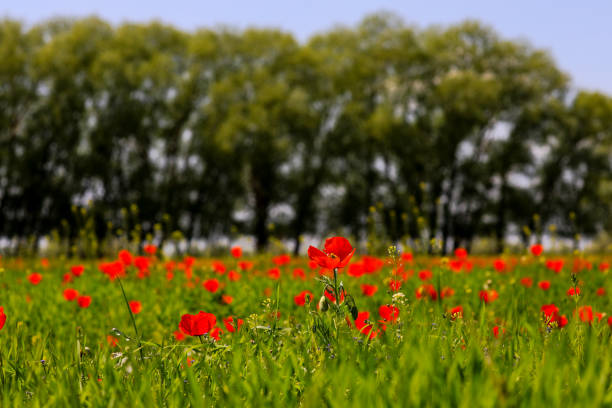 Large poppy field in Kazakhstan.