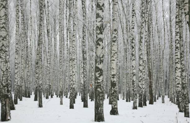 istock Winter birch forest with branches with frost in February 2198705973