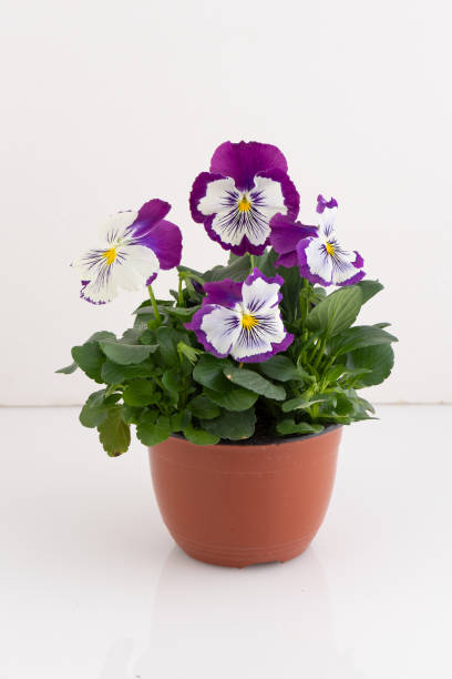 istock Geranium fresh flowers in pots isolated nature background with clipping path 2198708010
