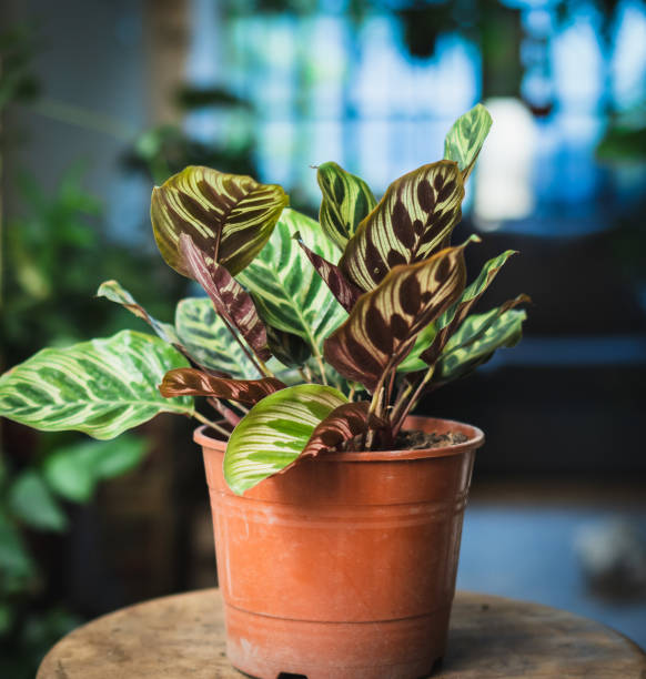 istock indoor plants bought at a nursery 2198708299