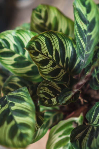 istock indoor plants bought at a nursery 2198708322