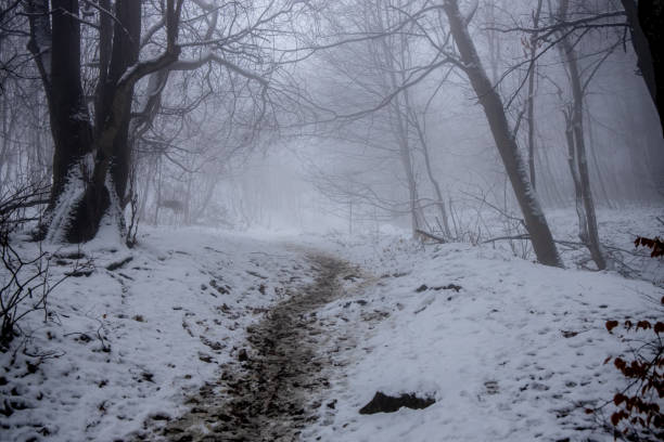 Winter forest snow landscape. Trees and forest path covered with snow. Wild forest mushrooms and yellow tree leaves