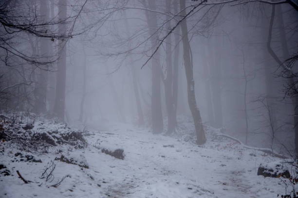 Winter forest snow landscape. Trees and forest path covered with snow. Wild forest mushrooms and yellow tree leaves