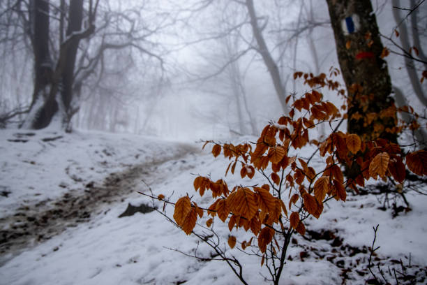 Winter forest snow landscape. Trees and forest path covered with snow. Wild forest mushrooms and yellow tree leaves