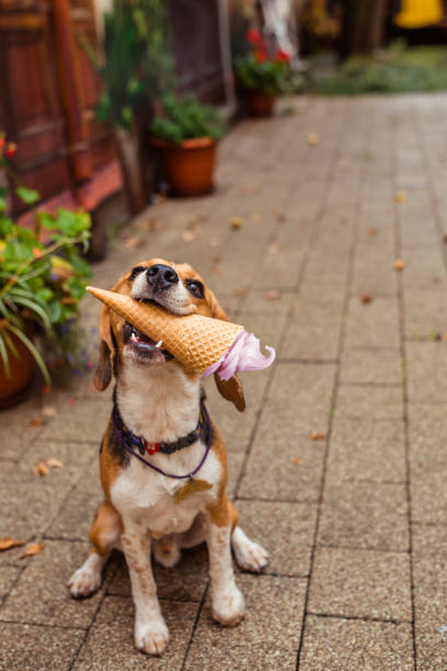 Beagle dog with ice cream in its mouth in summer
