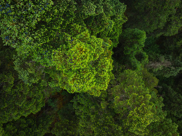 istock Aerial view of pine tree forest mountain landscape 2198711504