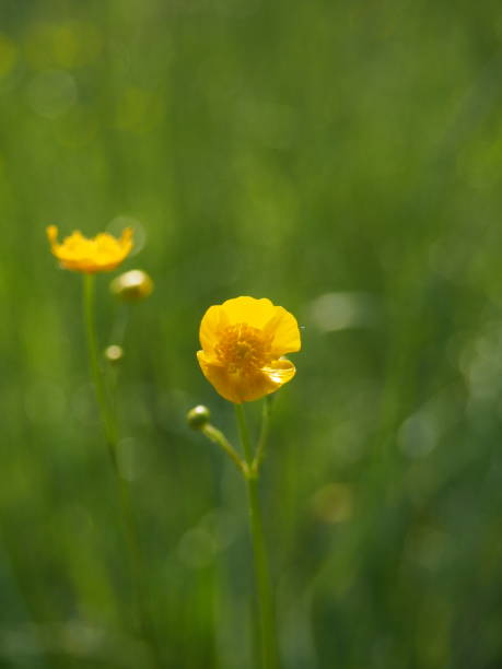 istock yellow meadow flower with blurred background 2198712927