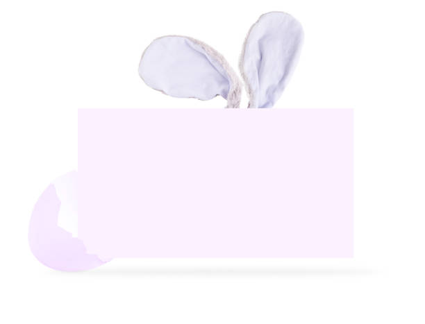 Fluffy soft purple festive bunny or baby rabbit toy ears hiding behind greeting or invitation card with copy space with half of cracked eggshell used for celebration of spring easter holiday party