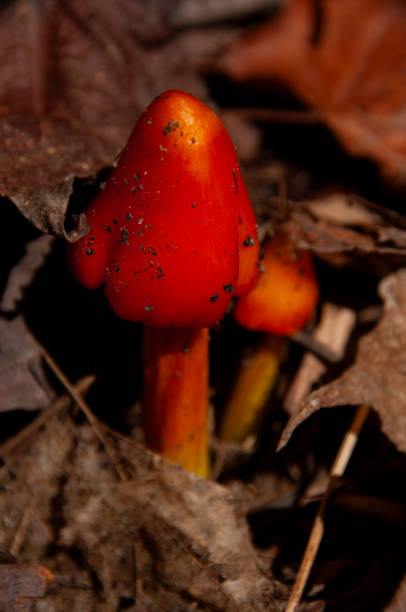 istock Witch's Hat Mushrooms growing in the forest 2198713503
